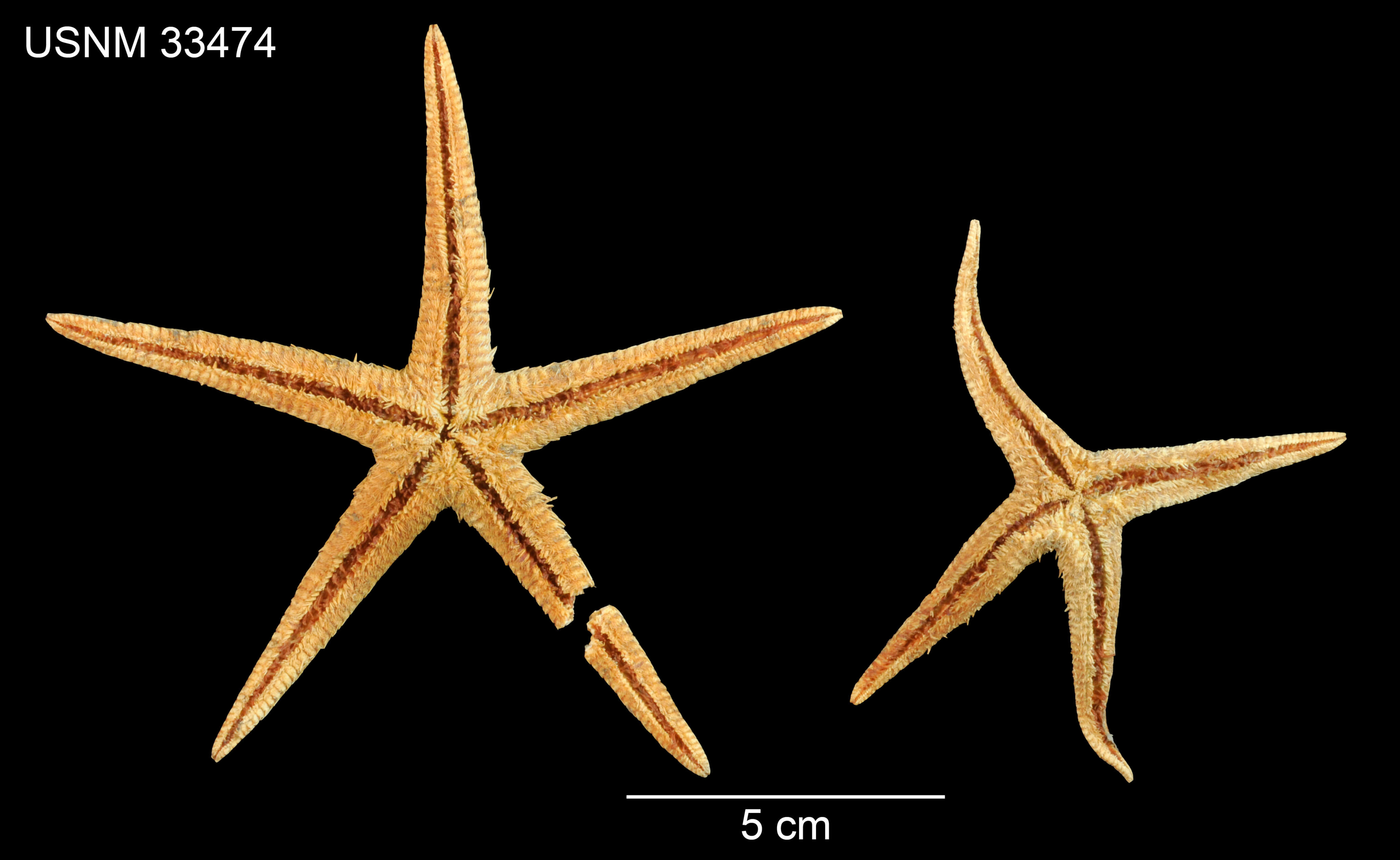 Image of Astropecten americanus (Verrill 1880)