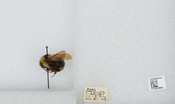 Image de Bombus insularis (Smith 1861)