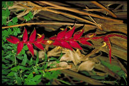 Imagem de Heliconia magnifica W. J. Kress