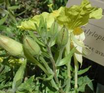 Imagem de Oenothera hartwegii subsp. pubescens (A. Gray) W. L. Wagner & Hoch