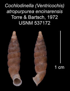 Image of Cochlodinella atropurpurea encinarensis C. Torre & Bartsch 1972