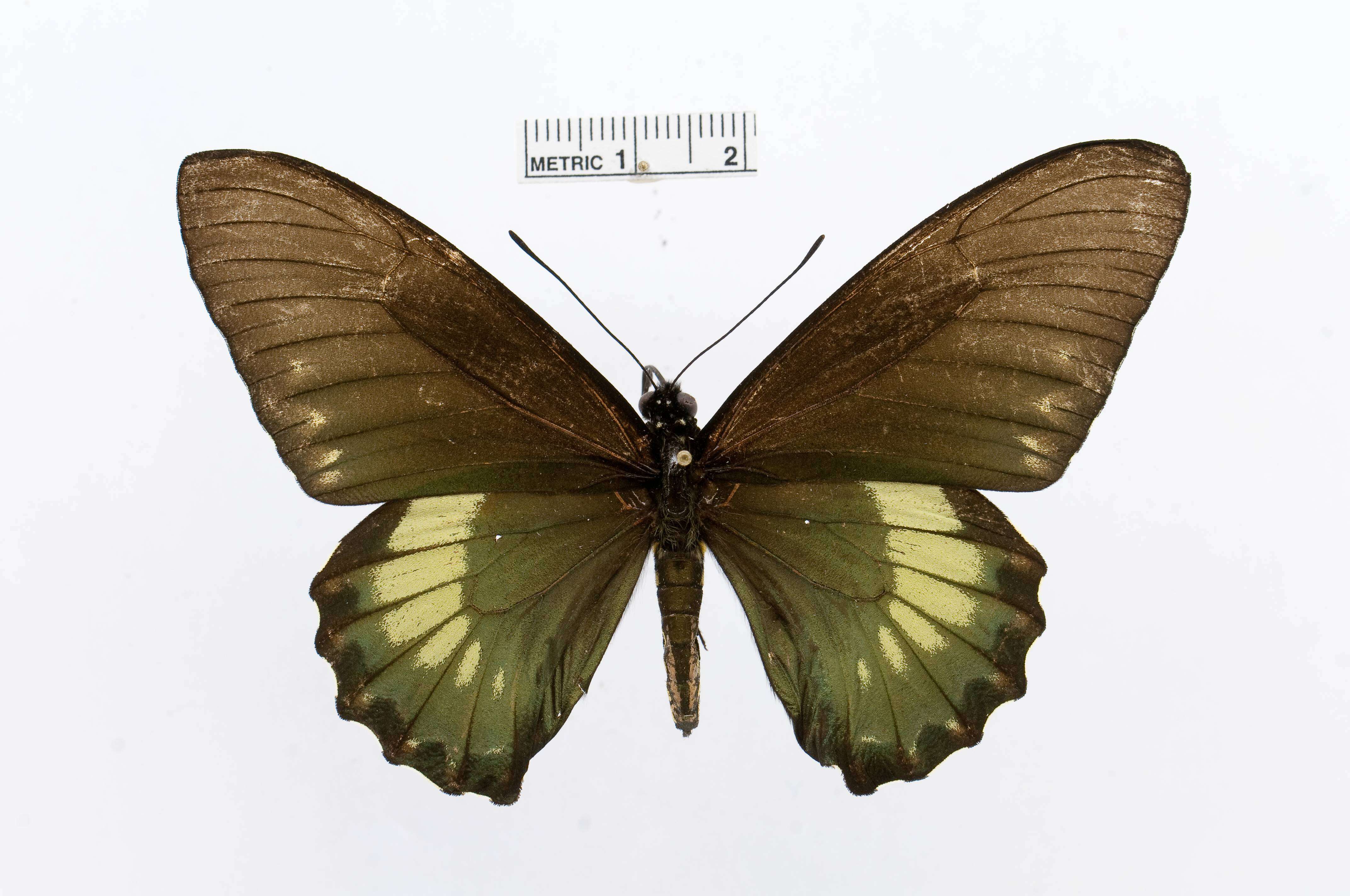Image of Battus laodamas (Felder & Felder 1859)