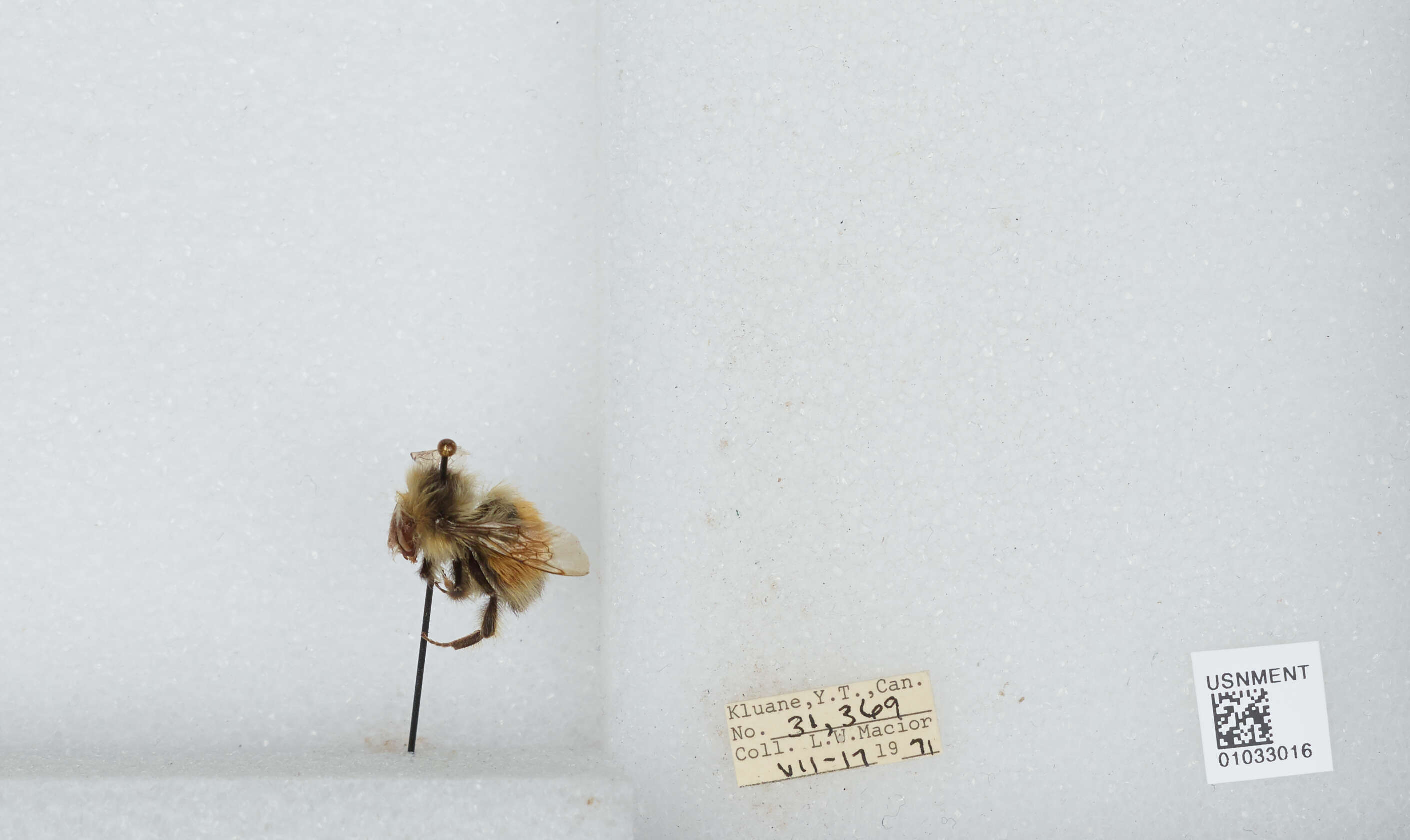 Image de Bombus sylvicola Kirby 1837