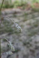 Image of plains snakecotton