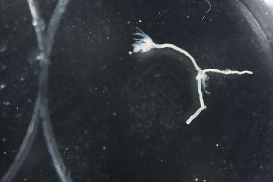 Image of pinkmouth hydroid