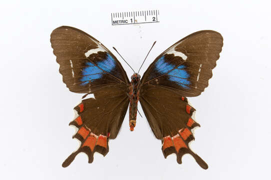 Image de Parides gundlachianus (Felder & Felder 1864)