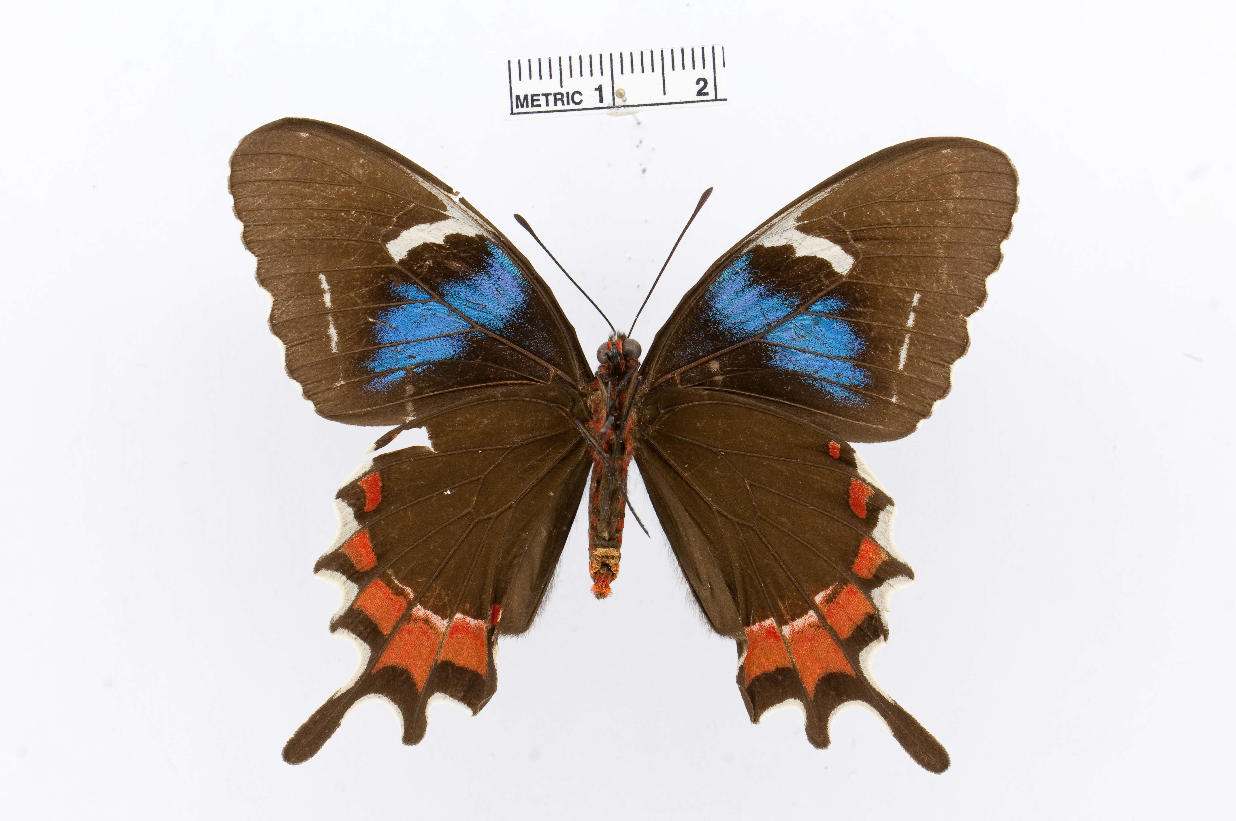 Image of Parides gundlachianus (Felder & Felder 1864)