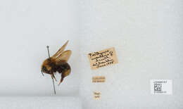 Image de Bombus insularis (Smith 1861)