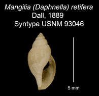 Sivun Daphnella retifera (Dall 1889) kuva