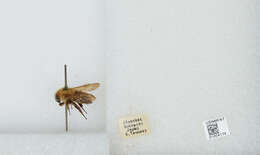 Imagem de Bombus diversus Smith 1869