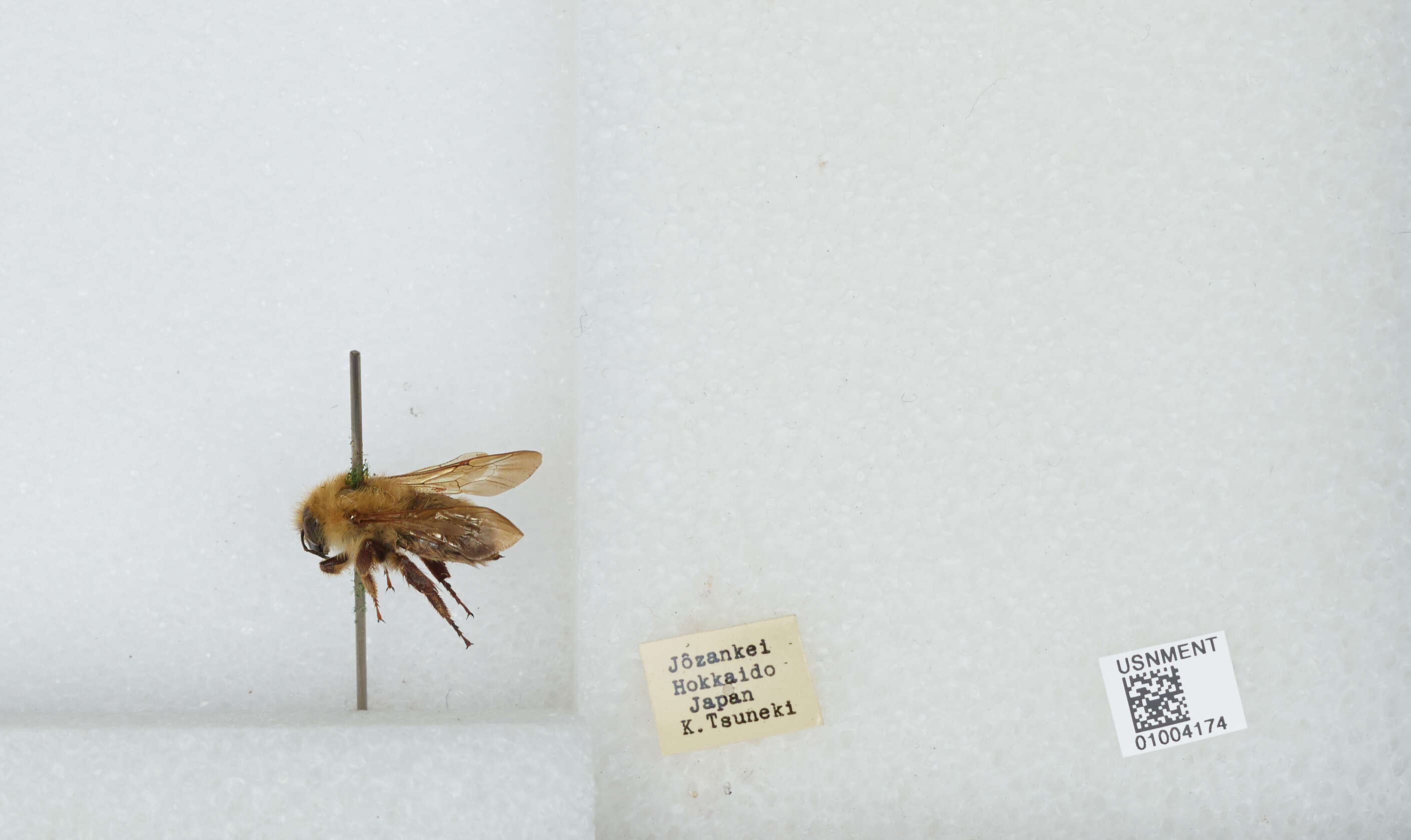 Imagem de Bombus diversus Smith 1869