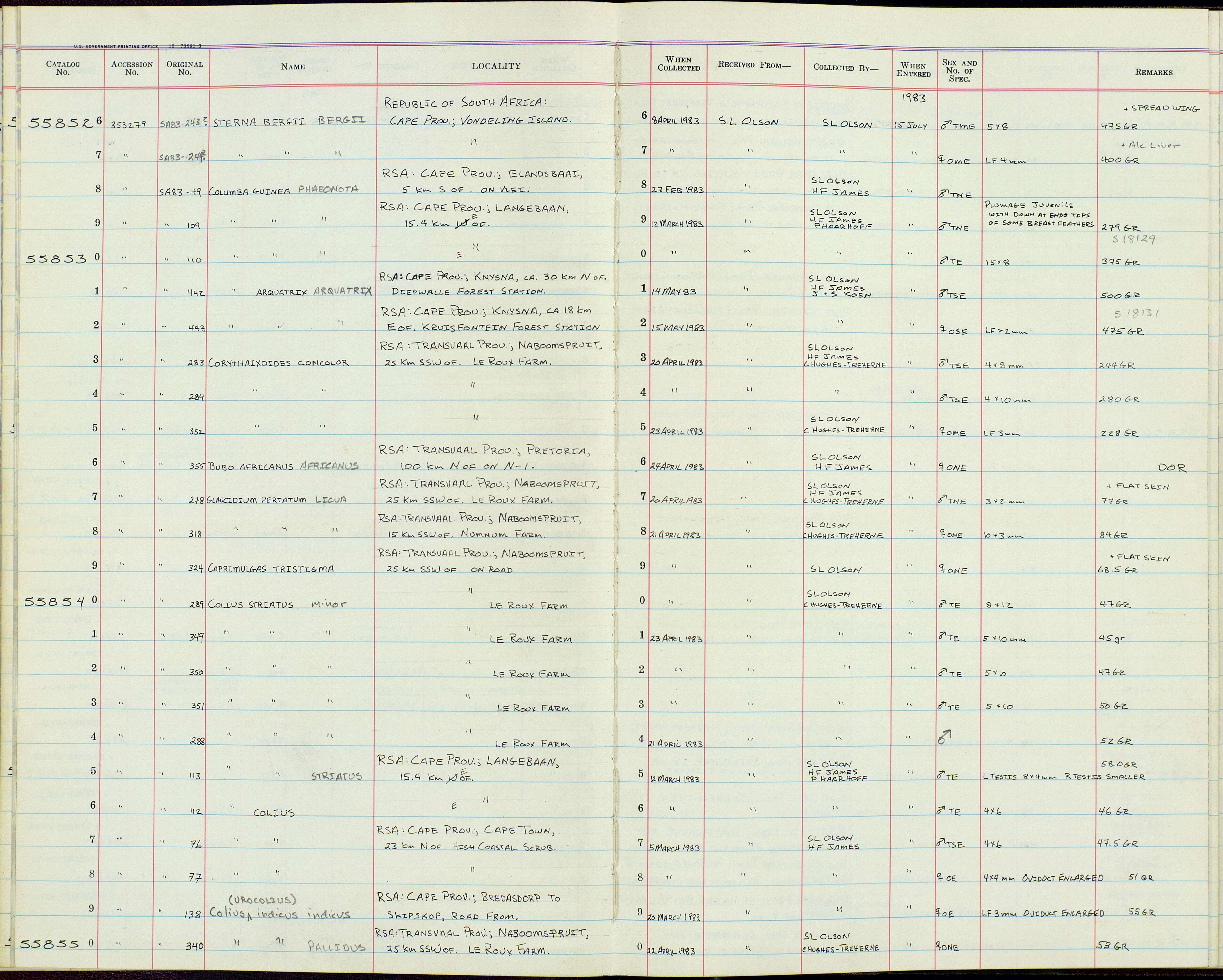 Colius colius (Linnaeus 1766) resmi