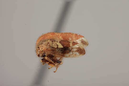 Image of Ophiderma infantilis Ball