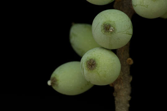 Image of Sideroxylon capiri (A. DC.) Pittier