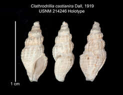 Image of Crockerella castianira (Dall 1919)