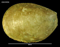 Image of Acesta saginata B. A. Marshall 2001