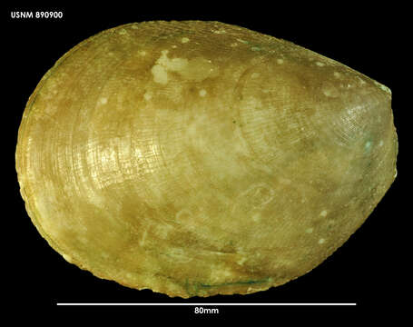 Image de Acesta saginata B. A. Marshall 2001