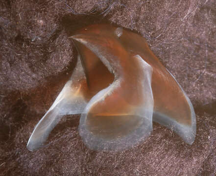 Image of Neoteuthis Naef 1921