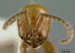 Image of Neivamyrmex curvinotus Watkins 1994