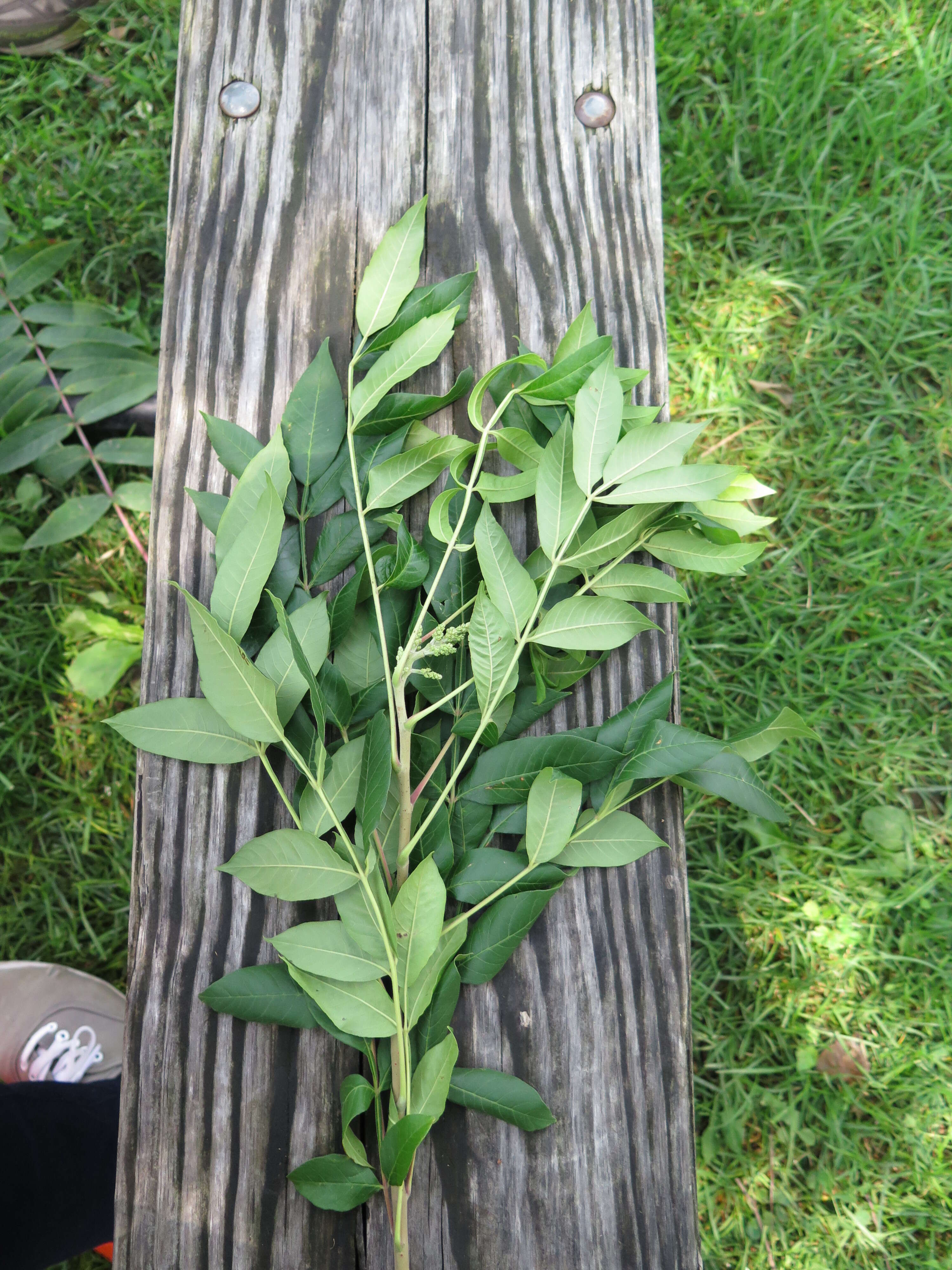 Image of Rhus copallina L.