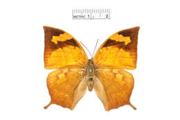 Image of <i>Fountainea ryphea</i>