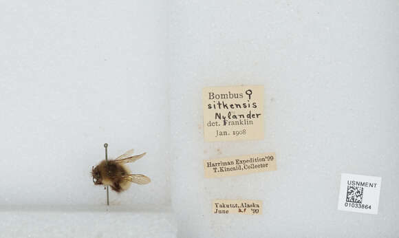 Image de Bombus sitkensis Nylander 1848