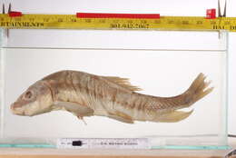 Catostomus macrocheilus Girard 1856 resmi