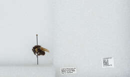 Bombus ephippiatus Say 1837 resmi