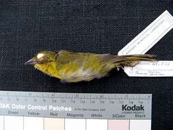 Image of Tacarcuna Bush Tanager