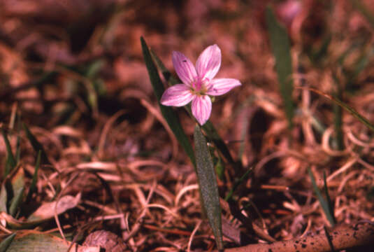 Image of Virginia springbeauty