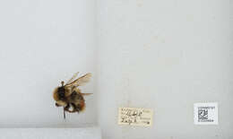 Image de Bombus sylvicola Kirby 1837