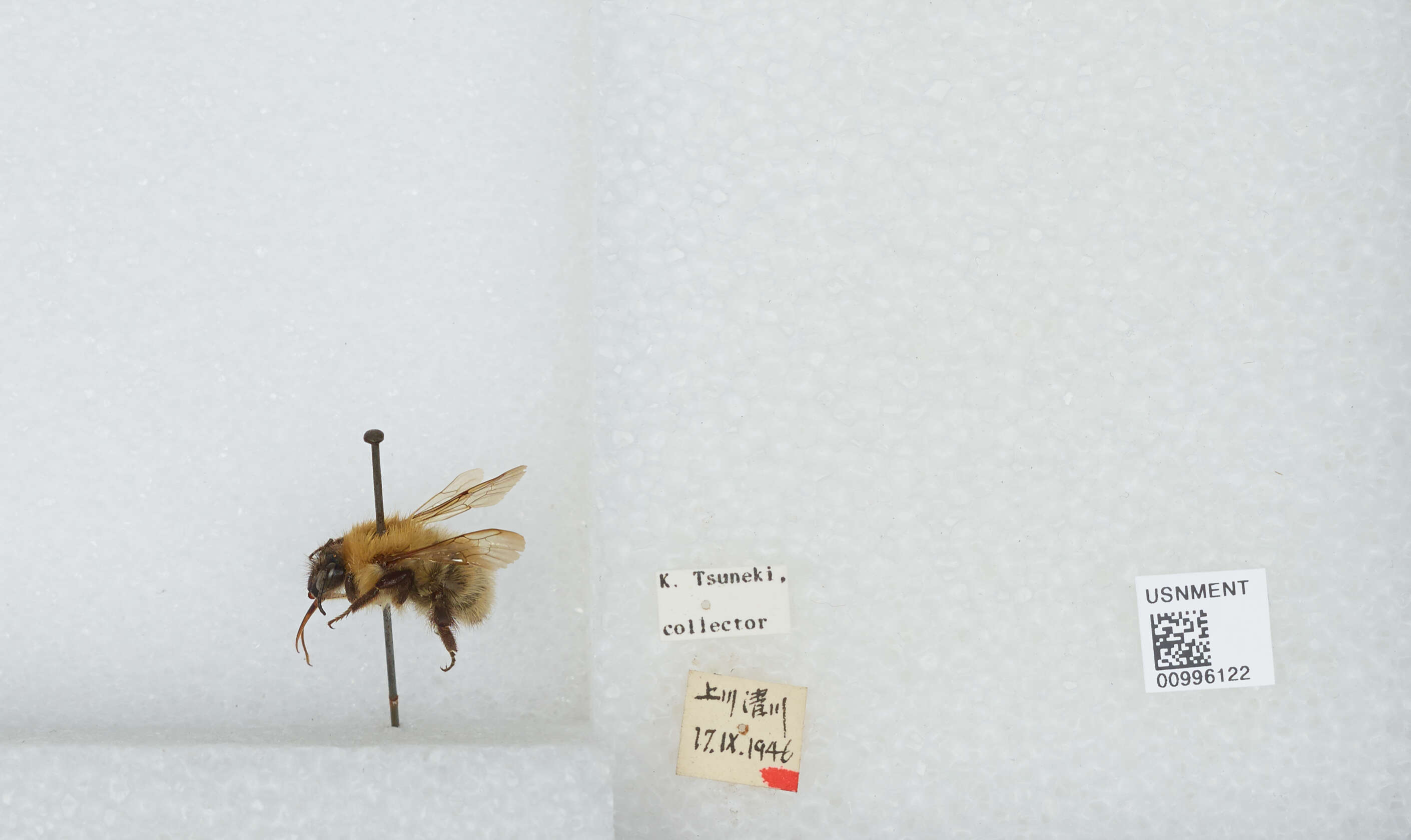 Imagem de Bombus diversus Smith 1869