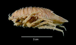 Image of Giant Antarctic isopod