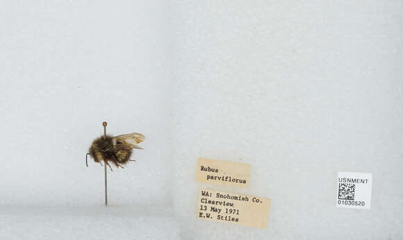 Image de Bombus sitkensis Nylander 1848