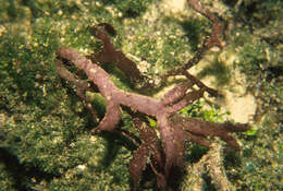 Image of Hydropuntia eucheumatoides (Harvey) Gurgel & Fredericq 2004