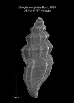 Image of Mangelia ceroplasta (Bush 1885)