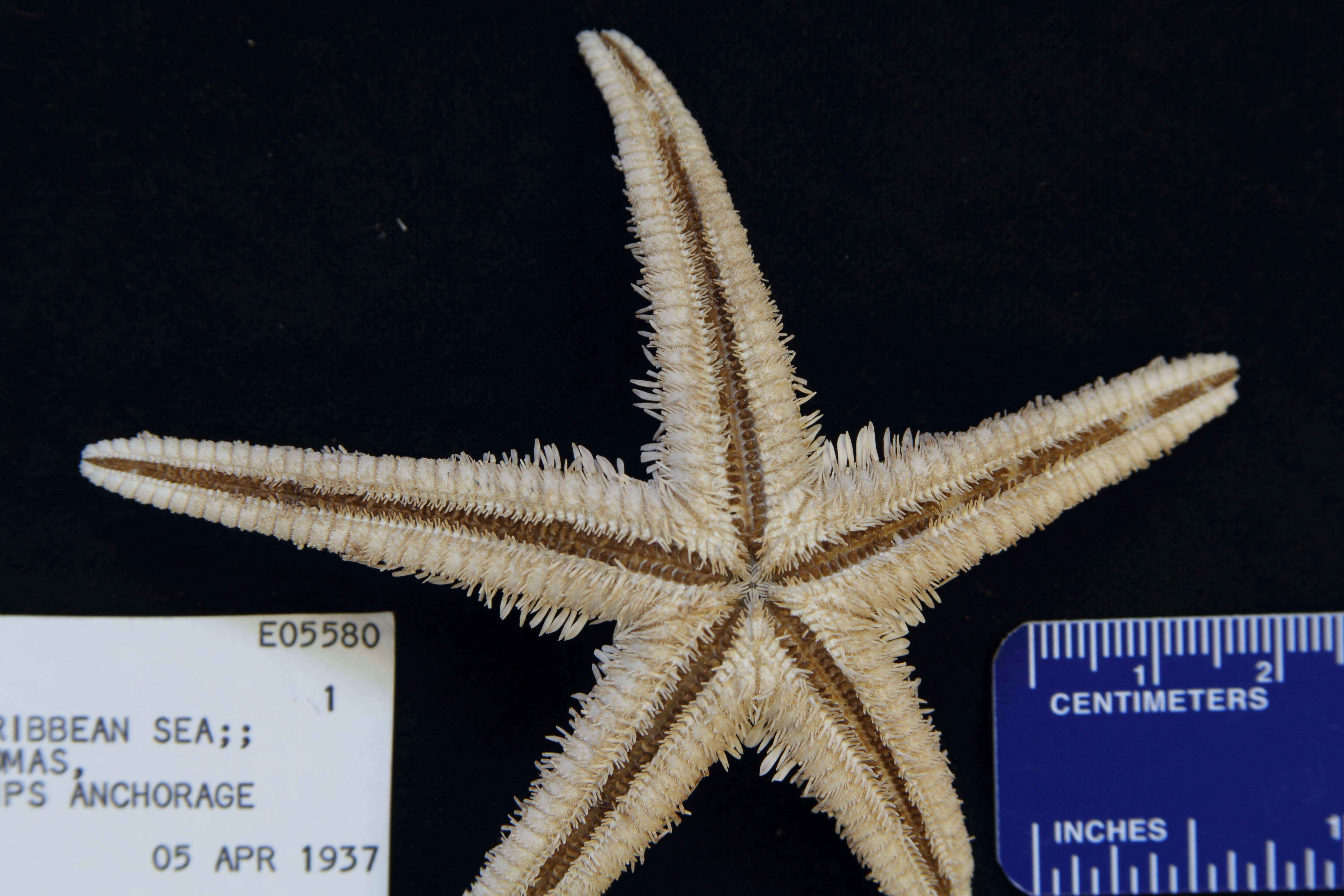 Image of Astropecten antillensis Lütken 1859