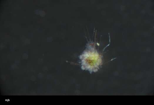 Image of West Indian sea egg