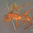 Imagem de Cryptopteryx columbianus Ashmead 1900
