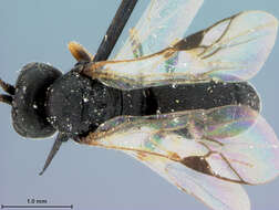 Image of Chelonus punctatus McComb 1968