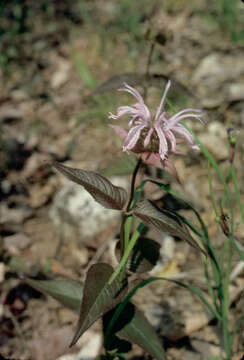 Image of wild bergamot