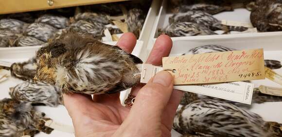 Image of Mountain Pygmy Owl