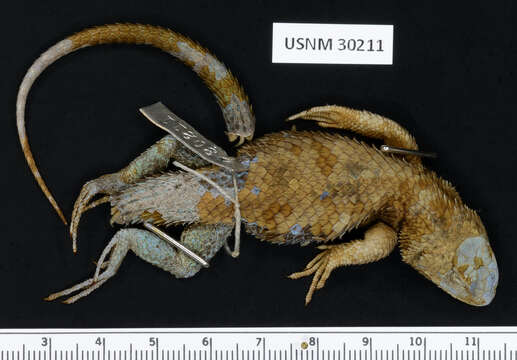 Image of Sceloporus formosus Wiegmann 1834