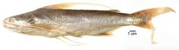 Image of Long-barbeled sea catfish