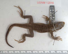 Image of Navassa Curlytail Lizard