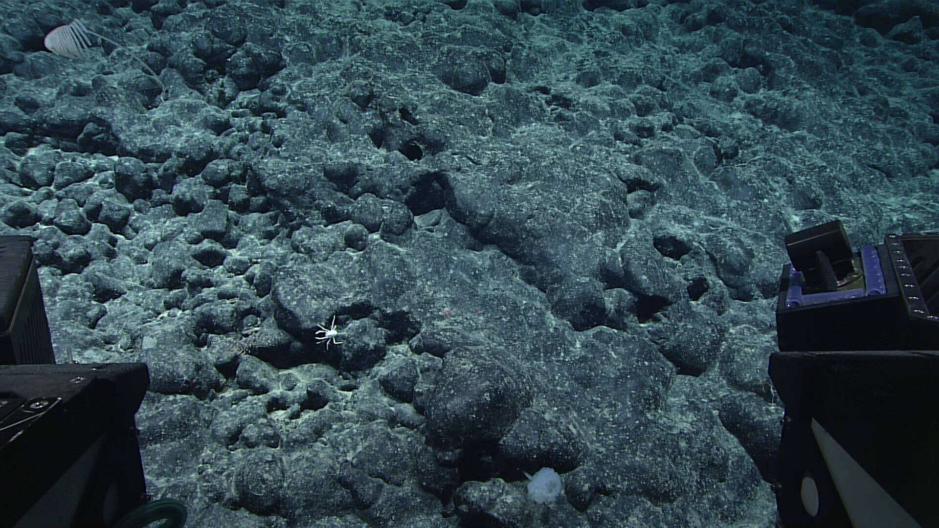 Image of Calyptrophora carinata Cairns 2018