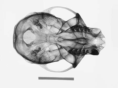 Image of Cercopithecus mitis stuhlmanni Matschie 1893