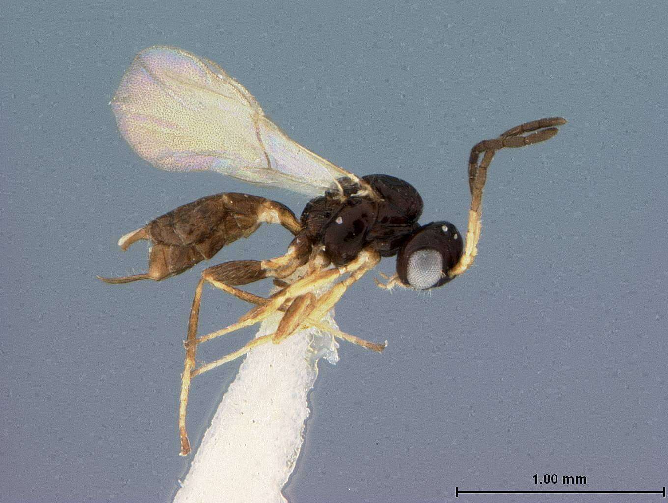 Image of Trioxys similis Mackauer