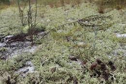 Plancia ëd Cladonia perforata A. Evans