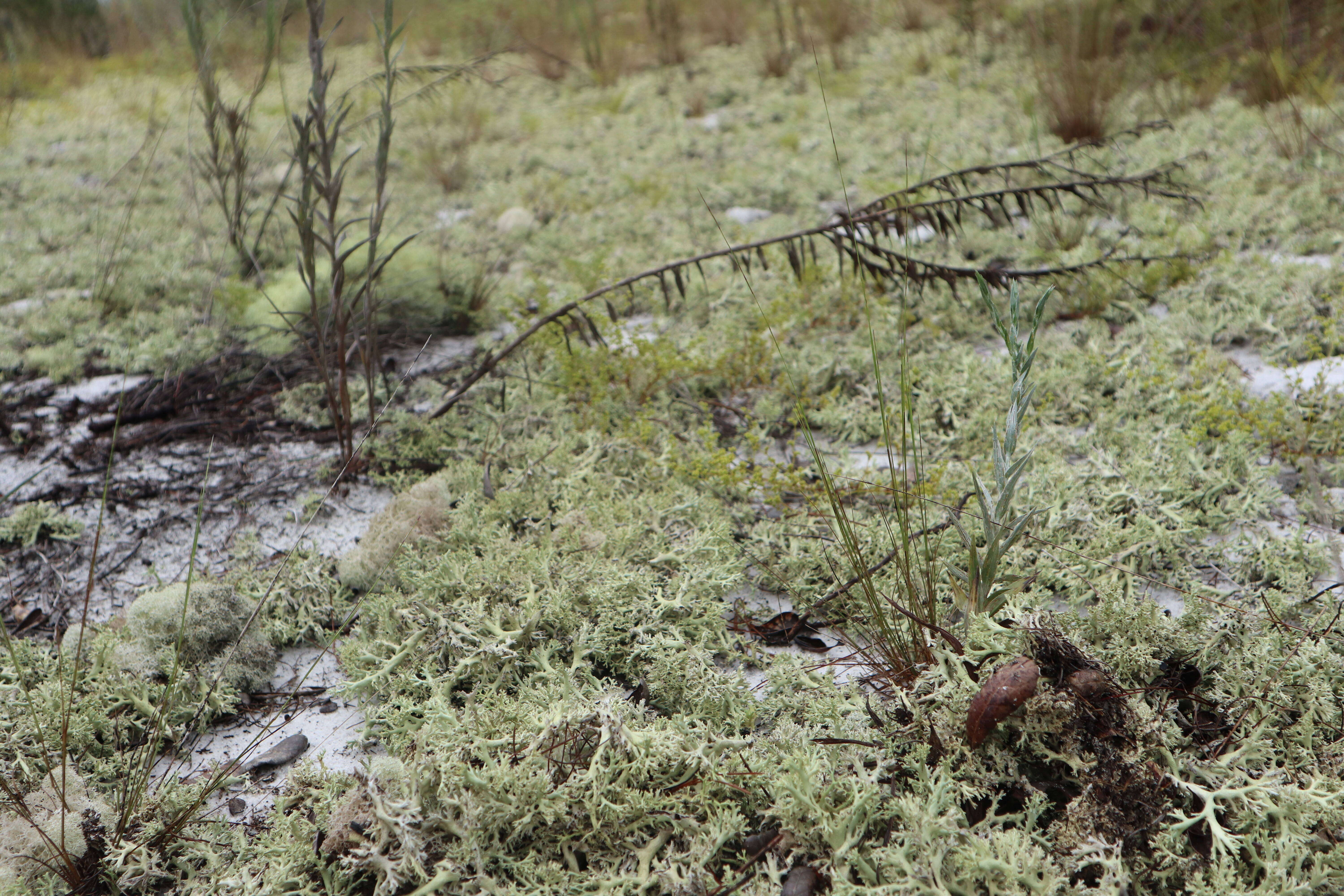 Image de Cladonia perforata A. Evans